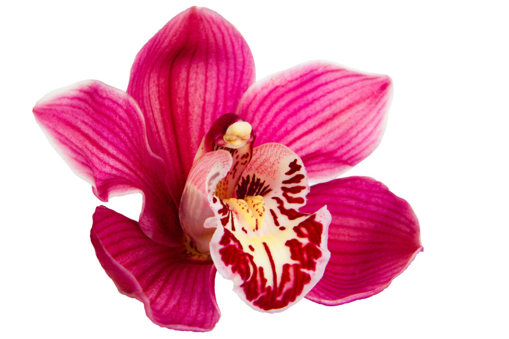 Orchidea Tantra Massage