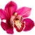Orchidea Tantra Massage Orchidea Tantra Massage